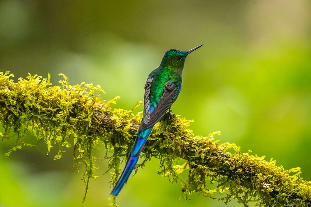 Ecuador-Guango. Long-tailed sylph hummingbird close-up. art print by Jaynes Gallery for $57.95 CAD