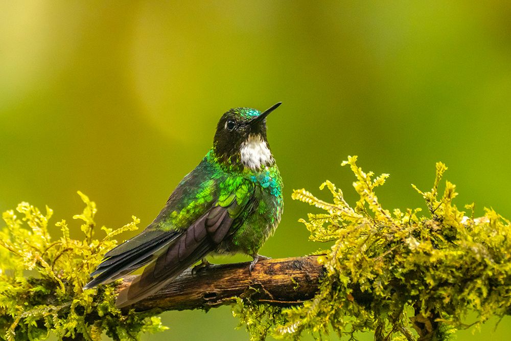 Ecuador-Guango. Tourmaline sunangel hummingbird close-up. art print by Jaynes Gallery for $57.95 CAD