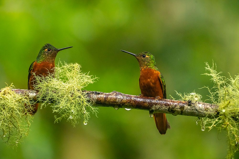 Ecuador-Guango. Chestnut-breasted coronet hummingbirds close-up. art print by Jaynes Gallery for $57.95 CAD