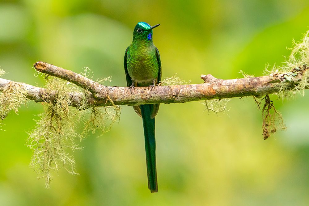 Ecuador-Guango. Long-tailed sylph hummingbird close-up. art print by Jaynes Gallery for $57.95 CAD