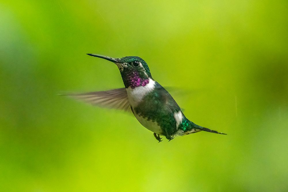 Ecuador-Guango. White-bellied woodstar hummingbird in flight. art print by Jaynes Gallery for $57.95 CAD