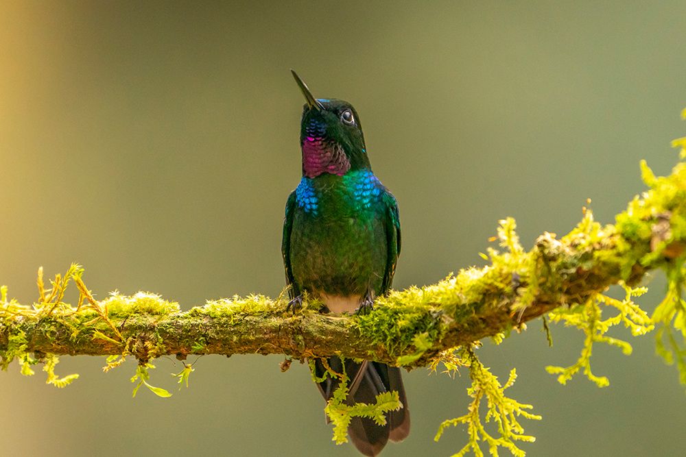 Ecuador-Guango. Tourmaline sunangel hummingbird close-up. art print by Jaynes Gallery for $57.95 CAD