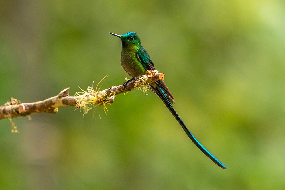 Ecuador-Guango. Long-tailed sylph hummingbird close-up. art print by Jaynes Gallery for $57.95 CAD