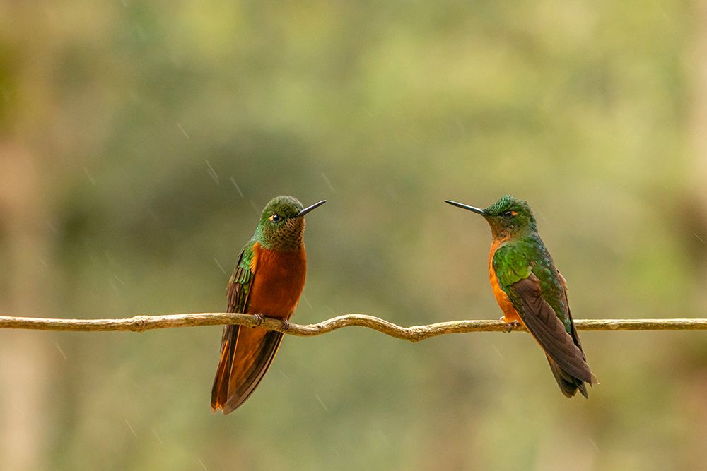 Ecuador-Guango. Two chestnut-breasted coronet hummingbirds on limb in rain. art print by Jaynes Gallery for $57.95 CAD