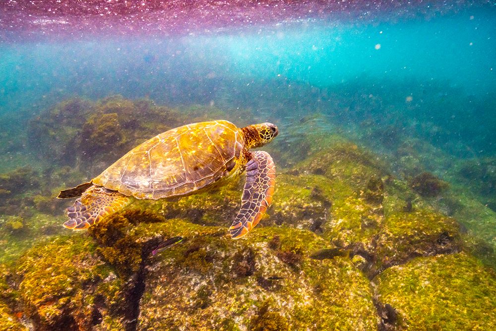 Ecuador-Galapagos National Park-Floreana Island-Post Office Bay Green sea turtle close-up art print by Jaynes Gallery for $57.95 CAD