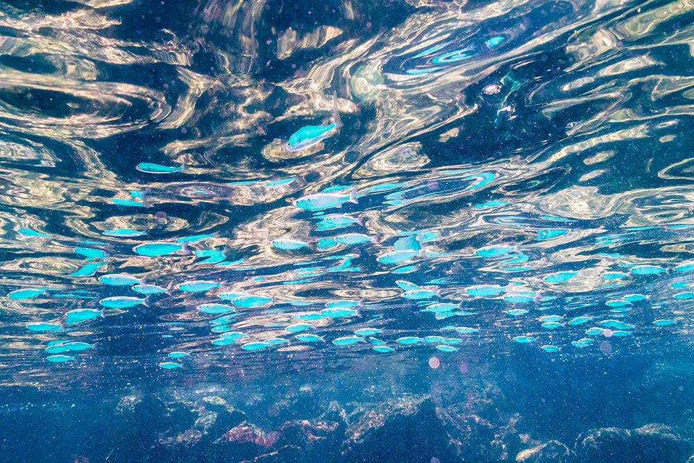 Ecuador-Galapagos National Park-Santa Fe Island School of anchovies art print by Jaynes Gallery for $57.95 CAD
