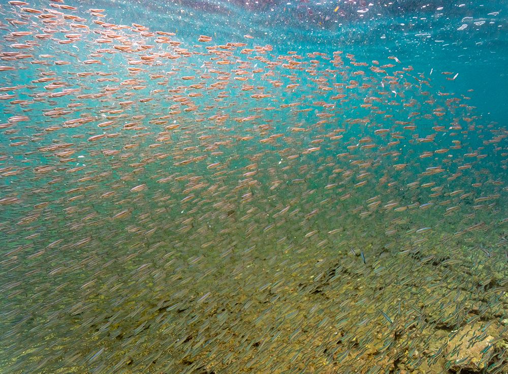 Ecuador-Galapagos National Park-Bartolome Island School of anchovies art print by Jaynes Gallery for $57.95 CAD