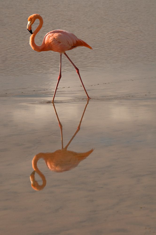 Greater Flamingo-Ecuador art print by Betty Sederquist for $57.95 CAD