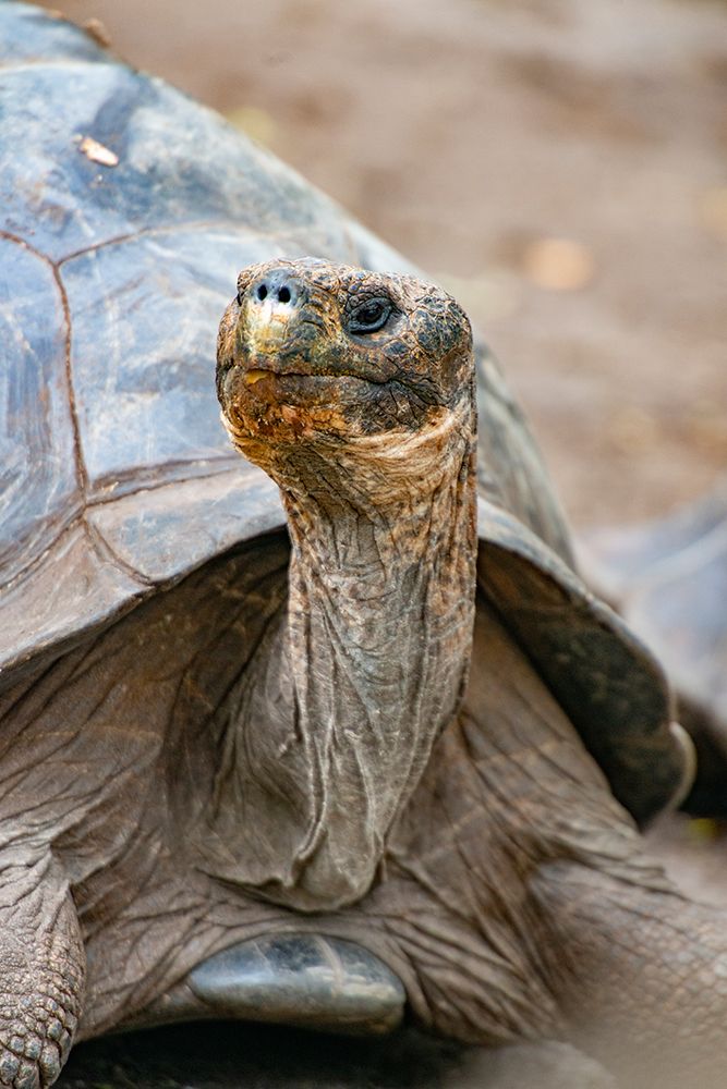 Galapagos tortoise peeks out from beneath its shell. art print by Betty Sederquist for $57.95 CAD