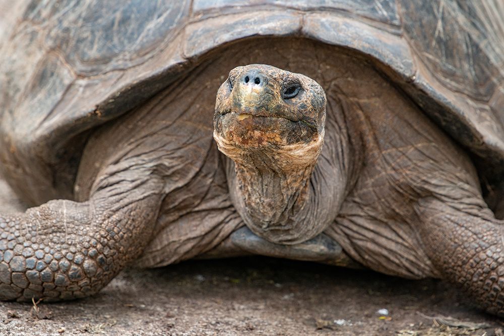 Giant tortoise lumbers along at the Charles Darwin Research Center. art print by Betty Sederquist for $57.95 CAD