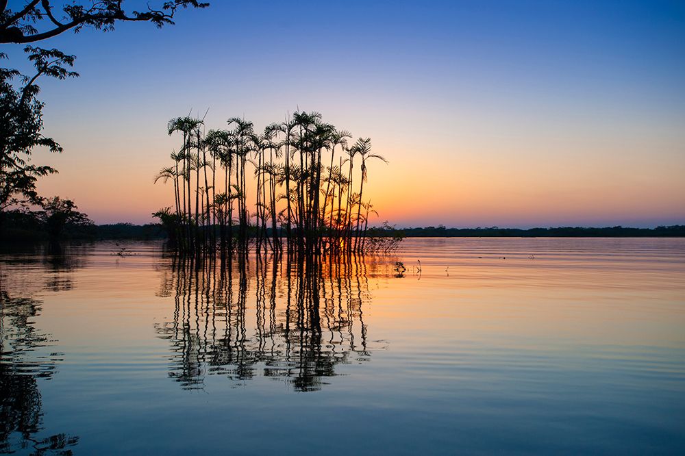Equator in the Amazon rainforest- Palm trees in Laguna Grande. art print by Betty Sederquist for $57.95 CAD