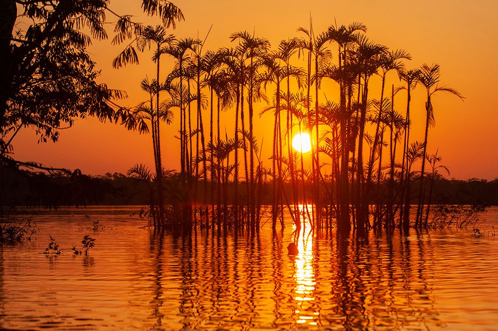 Equator in the Amazon rainforest- trees in Laguna Grande. art print by Betty Sederquist for $57.95 CAD