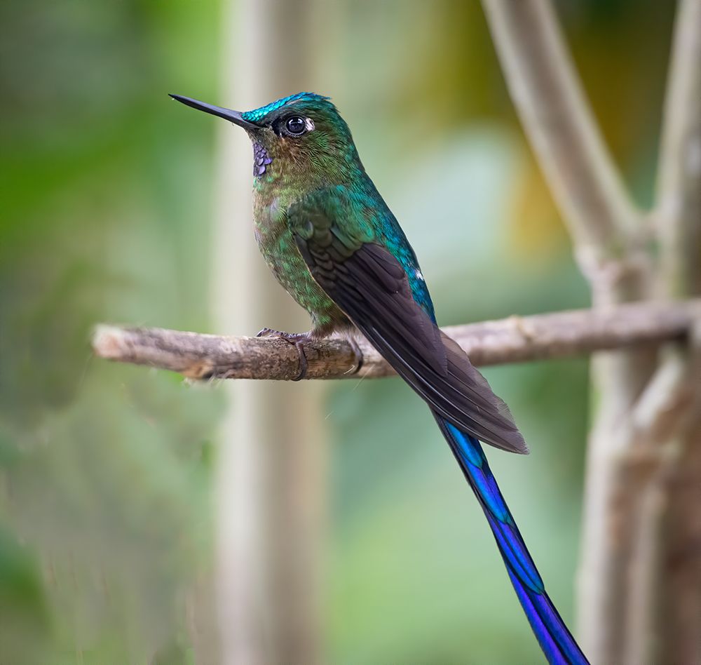 The long tailed sylph a showy Cloud Forest hummingbird. art print by Betty Sederquist for $57.95 CAD