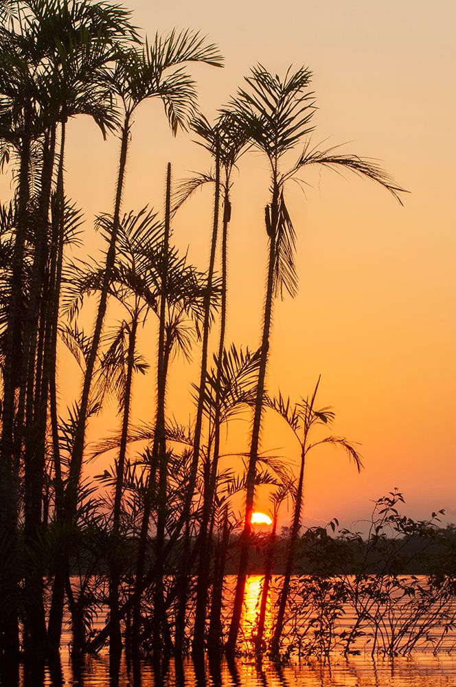The sun sets at Latitude 0 during this equatorial sunset in the Amazon. art print by Betty Sederquist for $57.95 CAD