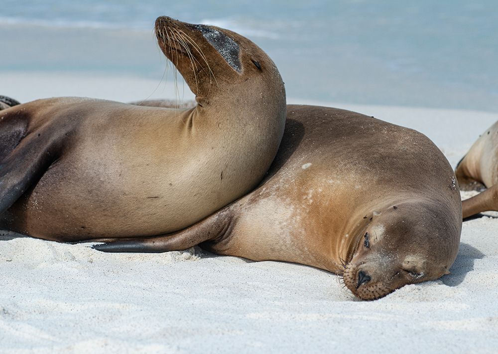 These sea lions cuddle at Gardner Bay- Espanola Island. art print by Betty Sederquist for $57.95 CAD