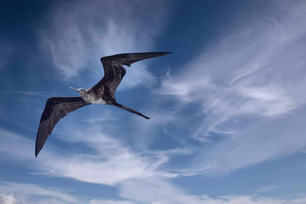 Bird soars above a ship in the Galapagos. art print by Betty Sederquist for $57.95 CAD