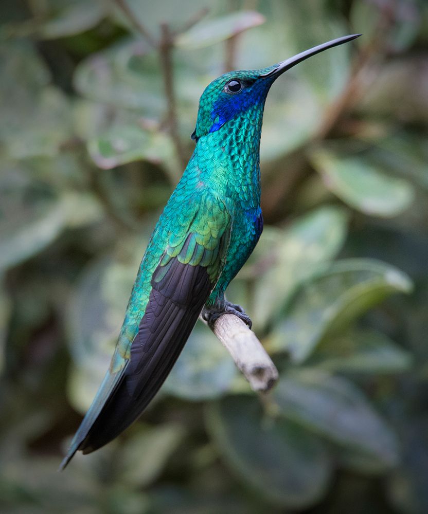 Colorful sparkling violet ear hummingbird is widespread in the Andes Cloud Forest. art print by Betty Sederquist for $57.95 CAD