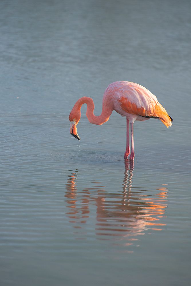 Flamingo looking for food in an estuary in the Galapagos Islands. art print by Betty Sederquist for $57.95 CAD