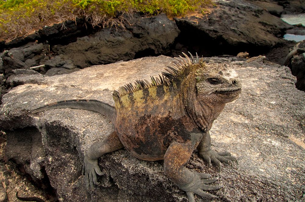 Ugly marine iguana on Fernandina Island was the model for the Godzilla movies. art print by Betty Sederquist for $57.95 CAD