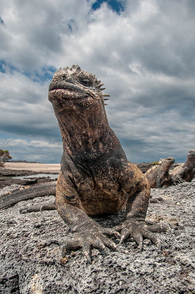 Ugly marine iguana on Fernandina Island was the model for the Godzilla movies. Wide angle view. art print by Betty Sederquist for $57.95 CAD