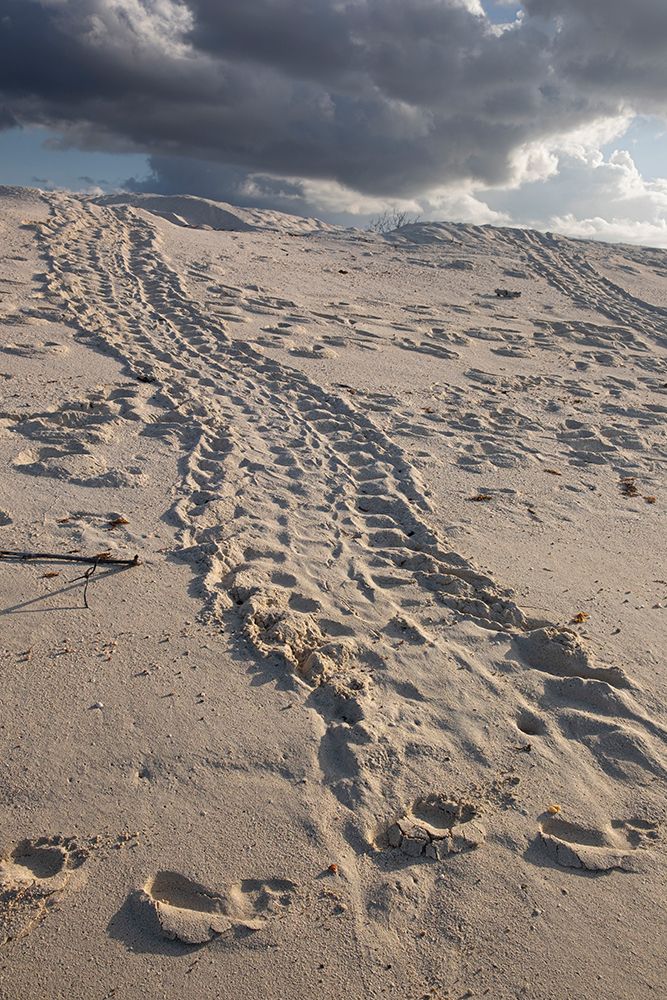 Turtle tracks lead from the turtles egg playing place to the shoreline- Galapagos. art print by Betty Sederquist for $57.95 CAD