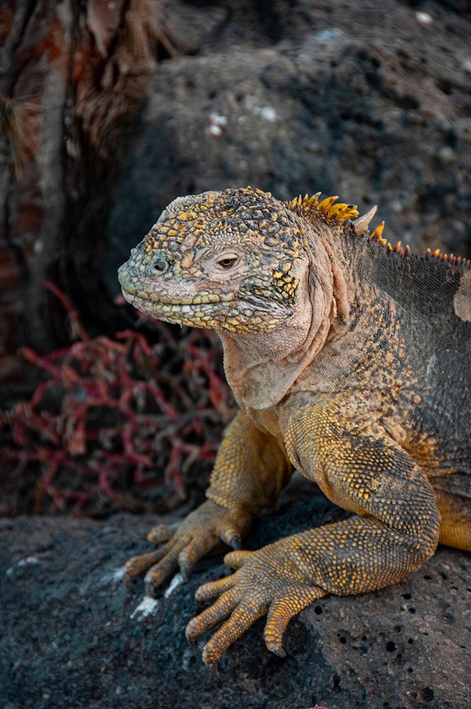 Yellow iguanas are found on six islands in the Galapagos. Color varies slightly by island. art print by Betty Sederquist for $57.95 CAD