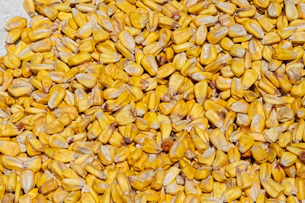 Ecuador-Quito-Otavalo-Farmers Market. Dry corn. art print by Cindy Miller Hopkins for $57.95 CAD