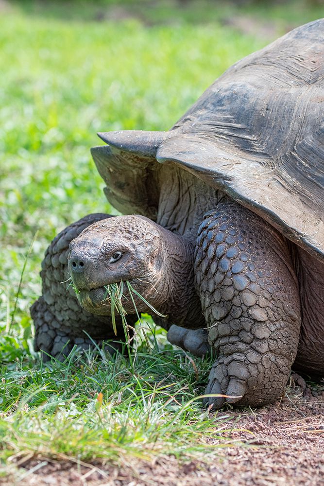 Ecuador-Galapagos-Santa Cruz Island-El Chato Ranch. Wild Galapagos Giant Tortoise dome-shaped. art print by Cindy Miller Hopkins for $57.95 CAD