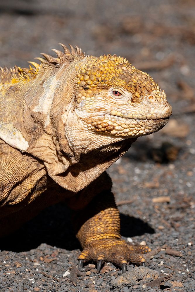 Ecuador-Galapagos-Isabela Island-Urbina Bay. Galapagos land iguana art print by Cindy Miller Hopkins for $57.95 CAD