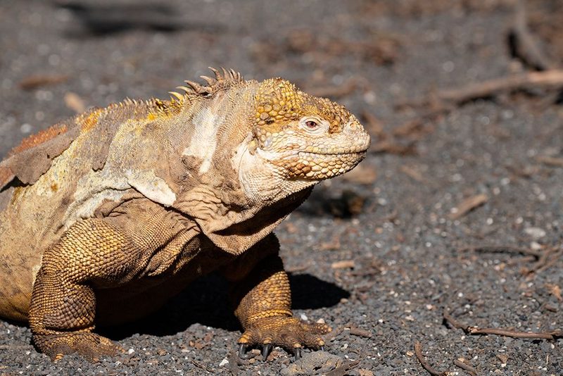 Ecuador-Galapagos-Isabela Island-Urbina Bay. Galapagos land iguana art print by Cindy Miller Hopkins for $57.95 CAD