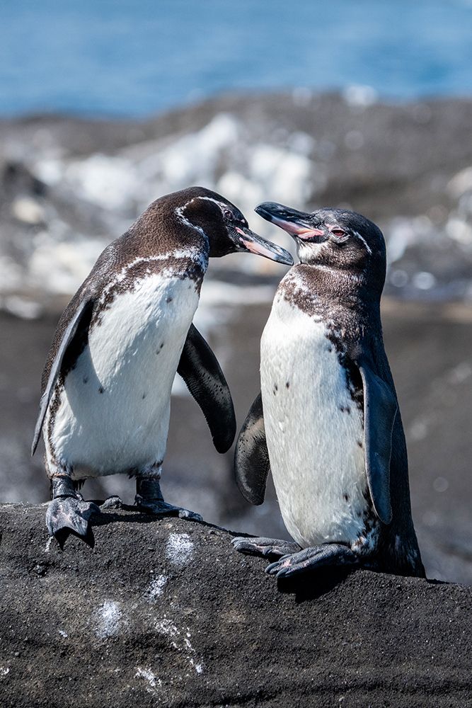 Ecuador-Galapagos-Northwestern coast of Isabela-Tagas Cove. Galapagos penguins art print by Cindy Miller Hopkins for $57.95 CAD