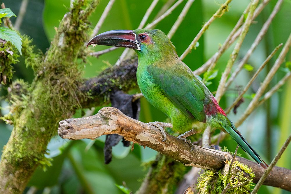 Ecuador-Tandayapa Valley-Alambi Reserve. Crimson-rumped toucanet. art print by Cindy Miller Hopkins for $57.95 CAD