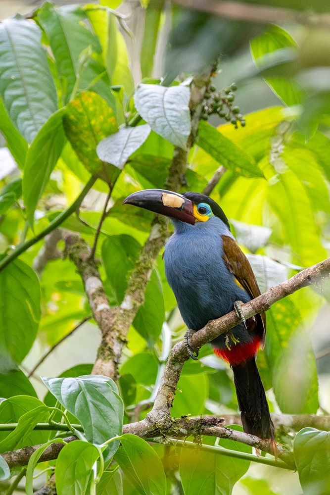Ecuador-Tandayapa Valley-Alambi Reserve. Plate-billed mountain toucan-aka laminated hill-toucan. art print by Cindy Miller Hopkins for $57.95 CAD