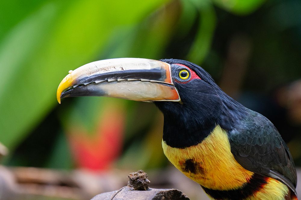 Ecuador-Tandayapa Valley-Alambi Reserve. Collared aracari-aka banded aracari-ringed aracari. art print by Cindy Miller Hopkins for $57.95 CAD
