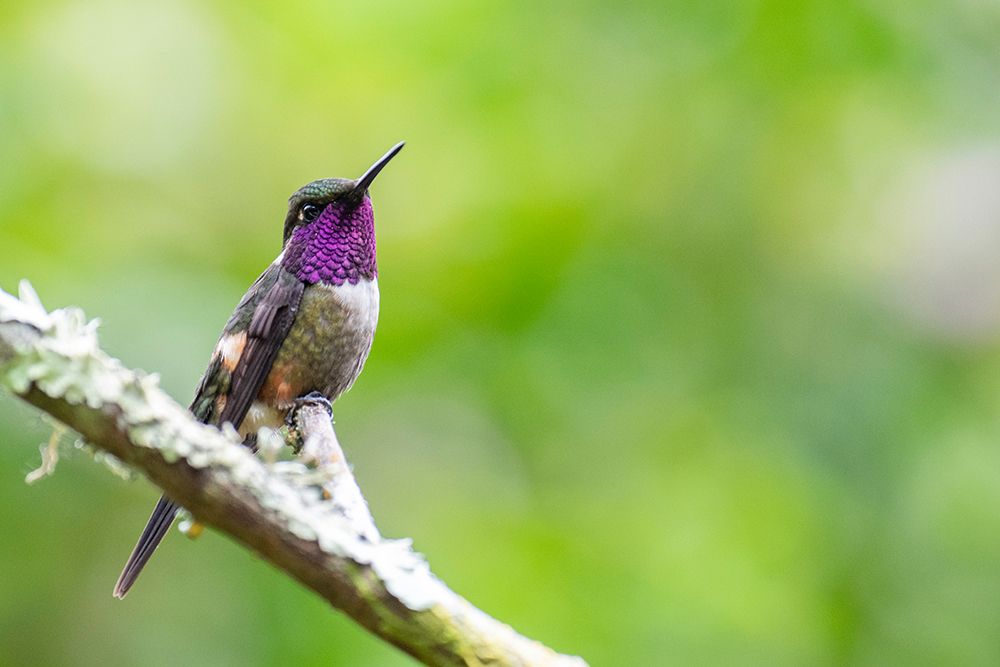 Ecuador-Tandayapa Valley-Alambi Reserve. Purple-throated woodstar art print by Cindy Miller Hopkins for $57.95 CAD