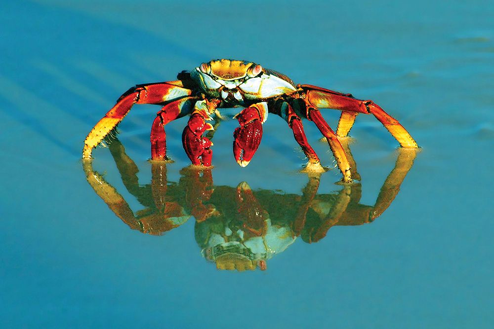Full-frame of a sally-lightfoot crab with reflection. art print by Janet Muir for $57.95 CAD