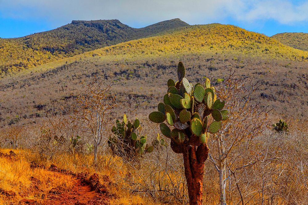 Landscape shot taken at the highest elevation of Isabela Island above Darwin Lake and Tagus Cove. art print by Mallorie Ostrowitz for $57.95 CAD