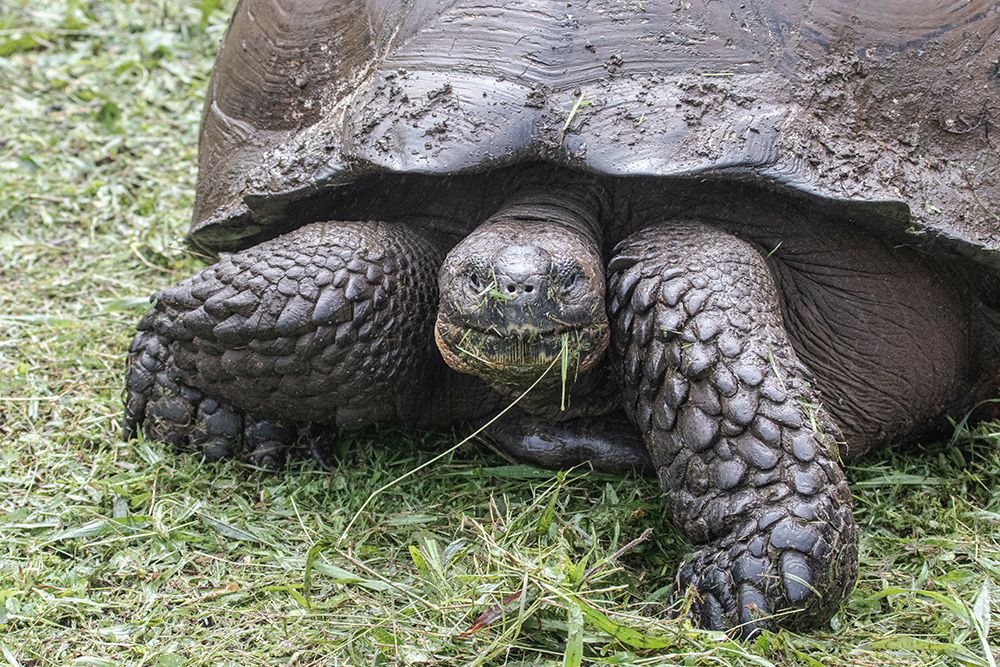 Giant tortoise is found in the Giant Tortoise Reserve on Santa Cruz Island. art print by Mallorie Ostrowitz for $57.95 CAD
