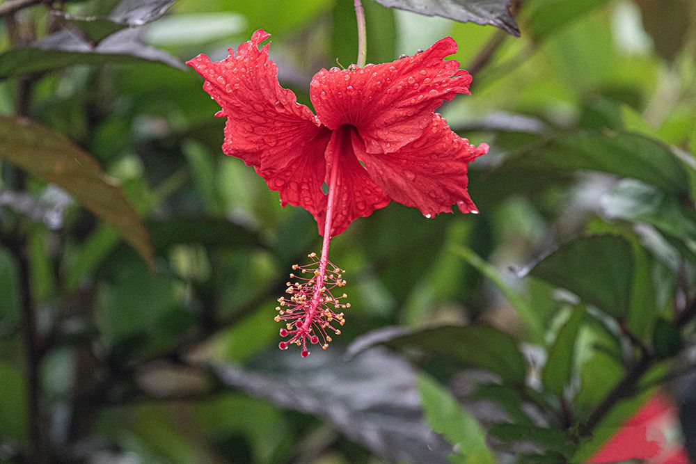 Chinese hibiscus is a species of tropical hibiscus in the Malvaceae family. art print by Mallorie Ostrowitz for $57.95 CAD