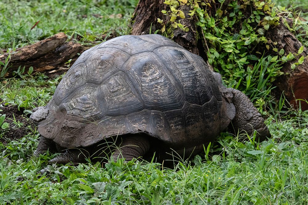 Giant tortoise found in the nature preserve on Santa Cruz Island in the Galapagos Islands. art print by Mallorie Ostrowitz for $57.95 CAD