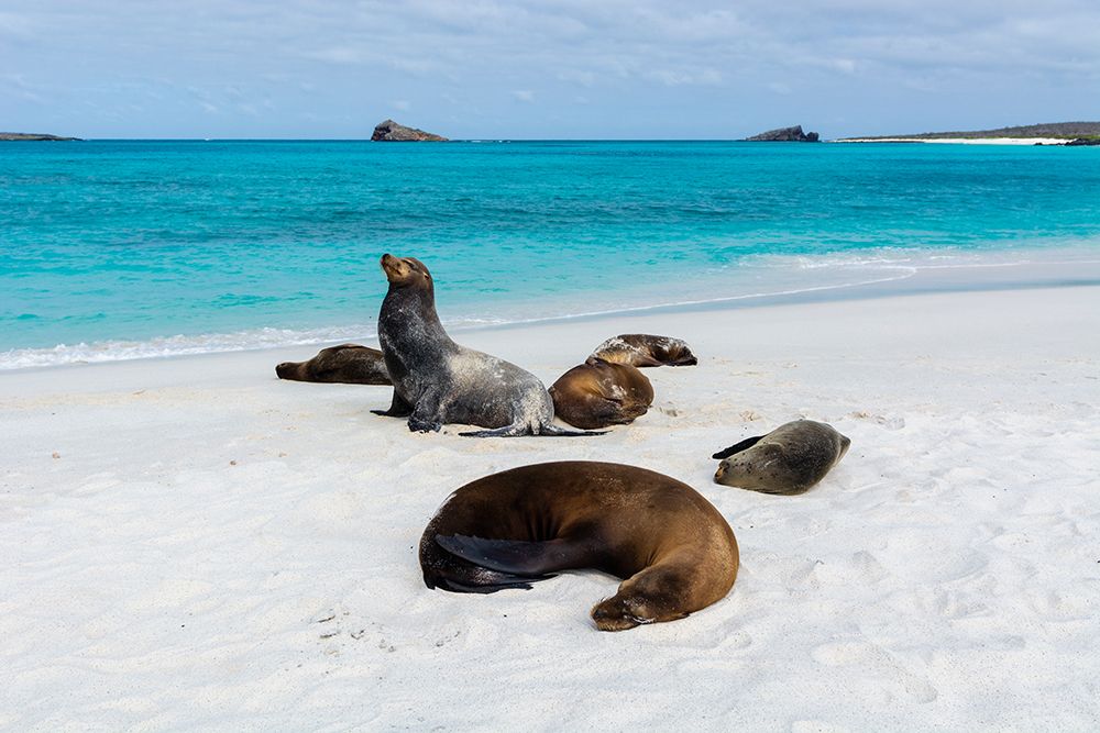 Galapagos Sea Lions-Zalophus californianus wollebaeki-Gardner Bay-Espanola Island-Galapagos islands art print by Sergio Pitamitz for $57.95 CAD