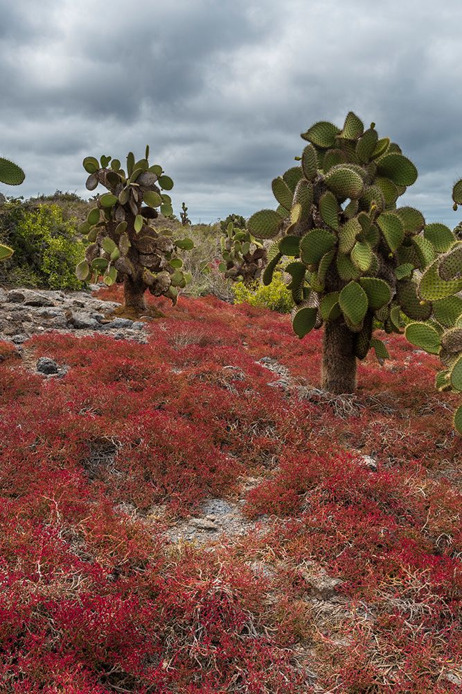 Sesuvium edmonstonei and cactus-South Plaza Island-Galapagos islands-Ecuador art print by Sergio Pitamitz for $57.95 CAD