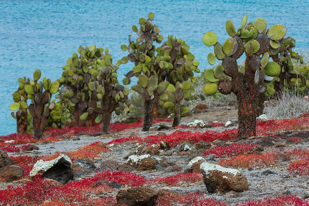 Sesuvium edmonstonei and cactus-South Plaza Island-Galapagos islands-Ecuador art print by Sergio Pitamitz for $57.95 CAD