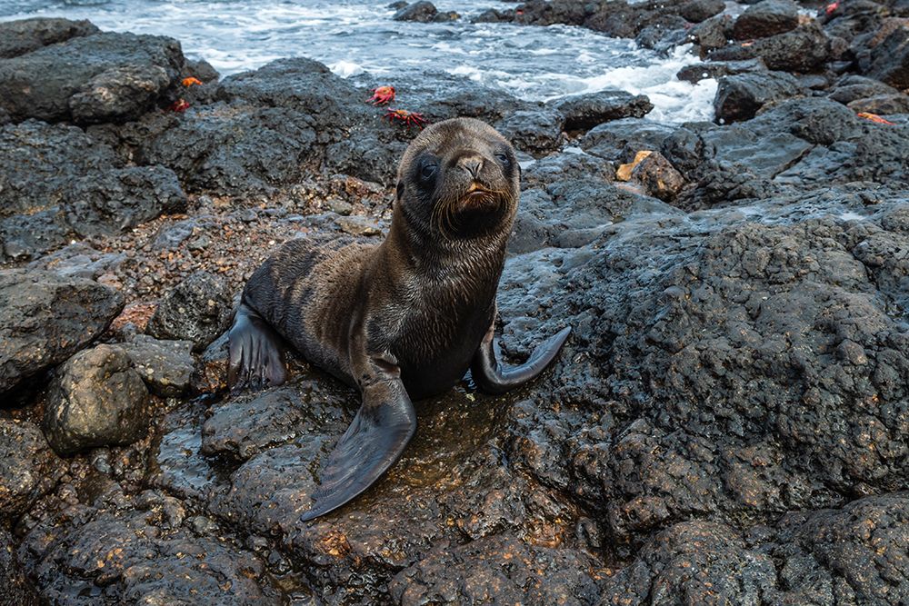 Galapagos Sea Lion-Zalophus californianus wollebaeki-South Plaza Island-Galapagos islands-Ecuador art print by Sergio Pitamitz for $57.95 CAD