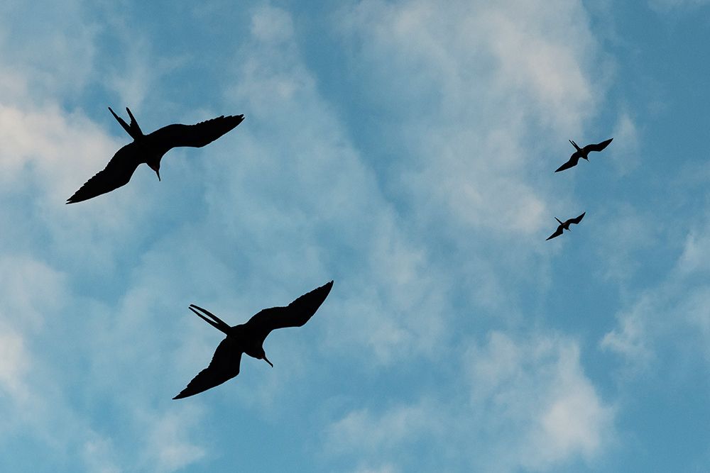 Great Frigate birds-Fregata minor ridgwayi-South Plaza Island-Galapagos islands-Ecuador art print by Sergio Pitamitz for $57.95 CAD