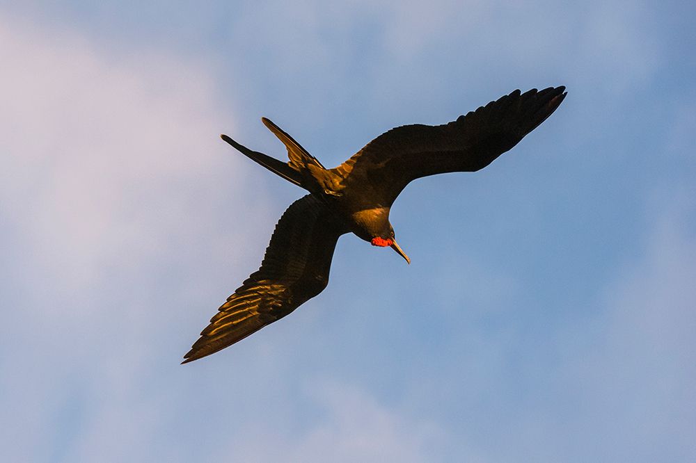 Great Frigate bird-Fregata minor ridgwayi-South Plaza Island-Galapagos islands-Ecuador art print by Sergio Pitamitz for $57.95 CAD