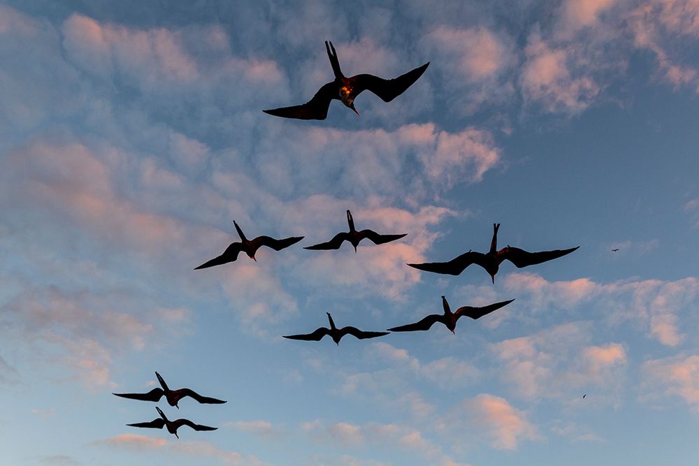 Great Frigate birds-Fregata minor ridgwayi-South Plaza Island-Galapagos islands-Ecuador art print by Sergio Pitamitz for $57.95 CAD