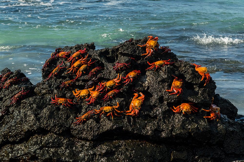 Sally Lightfoot Crab-Grapsus grapsus-Bachas beach-North Seymour island-Galapagos islands-Ecuador art print by Sergio Pitamitz for $57.95 CAD