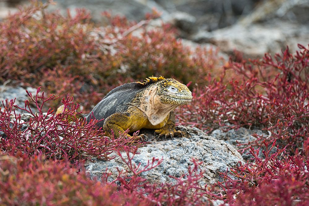 A land iguana-Conolophus Subcristatus South Plaza Island-Galapagos-Ecuador art print by Sergio Pitamitz for $57.95 CAD