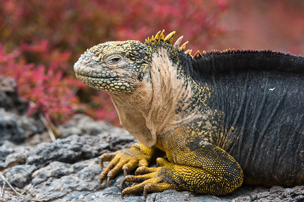 Portrait of a land iguana-Conolophus Subcristatus South Plaza Island-Galapagos-Ecuador art print by Sergio Pitamitz for $57.95 CAD